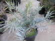 very rare! Very nice encephalartos seeds and seedlings for sale